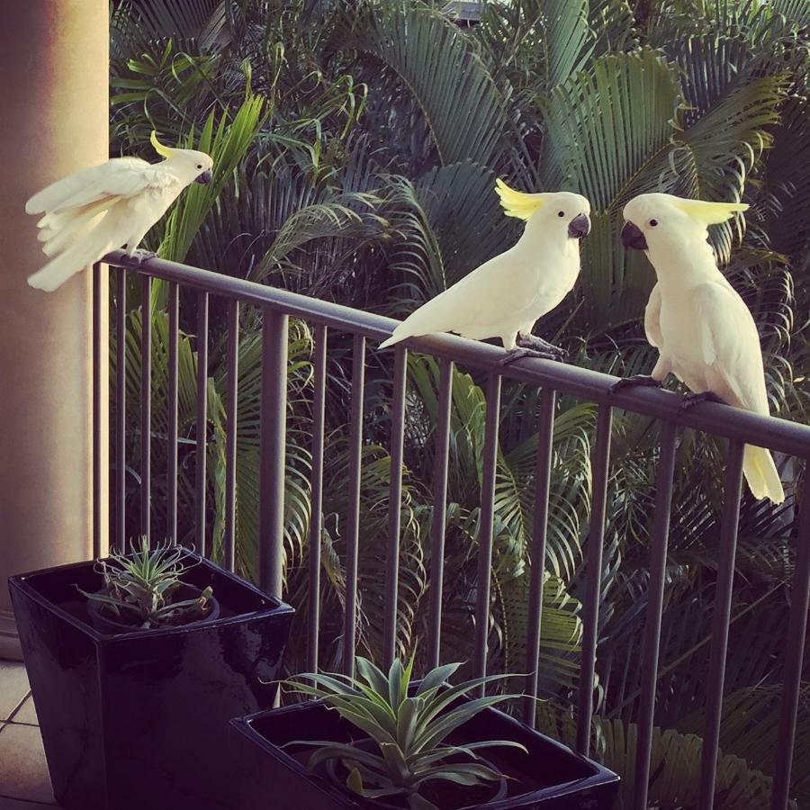 Island Views Bed & Breakfast Airlie Beach Luaran gambar